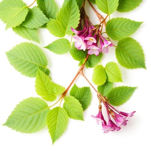 Horny Goat Weed